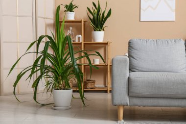 Oturma odasının iç tarafında rahat bir kanepe, raf ve bitkiler.