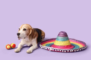 Fötr şapkası ve leylak arka planında marakas olan sevimli Beagle köpeği.