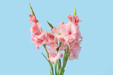 Mavi arka planda bir buket güzel gladiolus çiçeği.