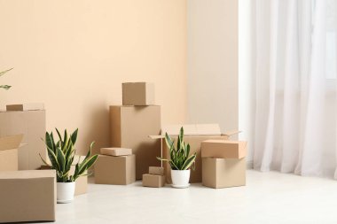 Bej duvarın yanında ev bitkileri ve karton kutular. Taşınma konsepti