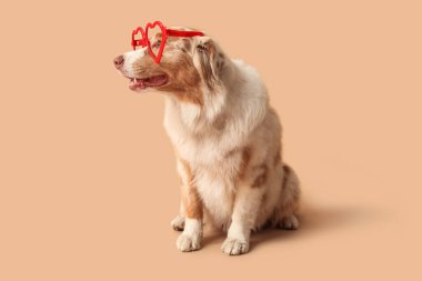 Kahverengi arka planda kalp şeklinde gözlüklü şirin Avustralya çoban köpeği. Nisan 1 Kutlaması