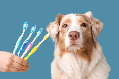 Şirin Avustralya çoban köpeği ve dişi eli mavi arka planda diş fırçaları, yakın plan. Hayvan Diş Sağlığı Ayı
