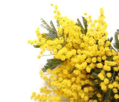 Beyaz arka planda güzel sarı mimoza çiçekleri
