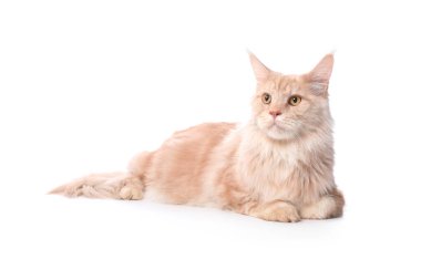 Beyaz arka planda yatan sevimli Maine Rakunu kedisi