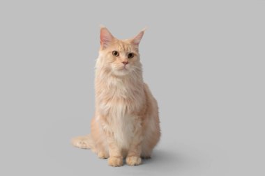 Gri arka planda oturan sevimli Maine Rakunu kedisi