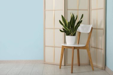 Sandalye, katlanan ekran ve mavi duvarın yanındaki ev bitkisi odanın içinde, yakın plan.