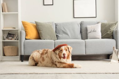 Tatlı Avustralya çoban köpeği, oturma odasında halıya uzanmış.