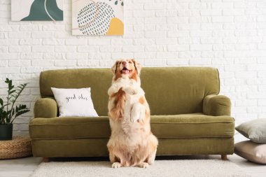 Oturma odasındaki kanepenin yanındaki halıda şirin bir çoban köpeği var.