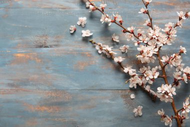 Güzel açan dallar ve mavi ahşap arka planda çiçekler.