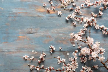 Mavi ahşap arka planda güzel açan dallar