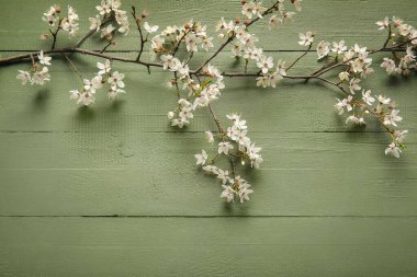 Yeşil ahşap arka planda güzel çiçek açan ağaç dalı