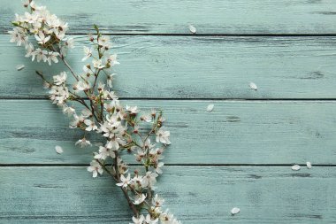 Turkuaz ahşap arka planda güzel çiçek açan ağaç dalı