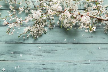 Turkuaz ahşap arka planda güzel ağaç dalları