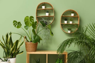 Raflı raf ünitesi ve oturma odasındaki yeşil duvarın yanında farklı ev bitkileri.