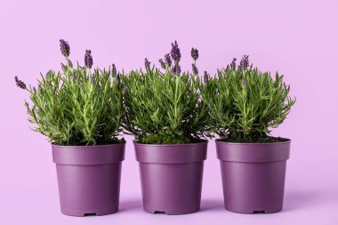 Leylak arkaplanda lavantalı çömlekler