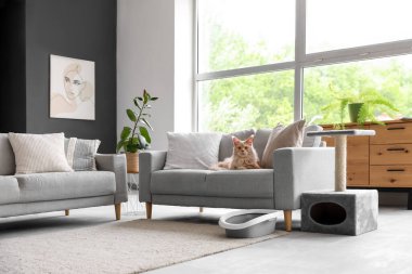 Şirin Maine Rakunu kedisi, çöp kutusu ve oturma odasındaki kanepede uzanan kazı kazan.