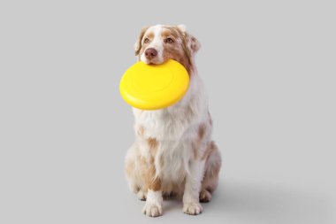 Hafif arka planda sarı frizbi olan şirin Avustralya çoban köpeği.