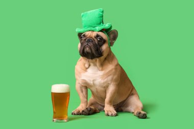 Yeşil arka planda oturan şapkalı şirin Fransız bulldog 'u. Ekim Festivali Kutlaması