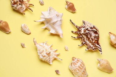 Sarı arka planda birçok farklı deniz kabuğu