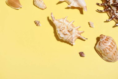 Sarı arka planda birçok farklı deniz kabuğu