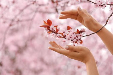 Bulanık doğaya karşı güzel çiçek açan ağaç dalına sahip kadın elleri.