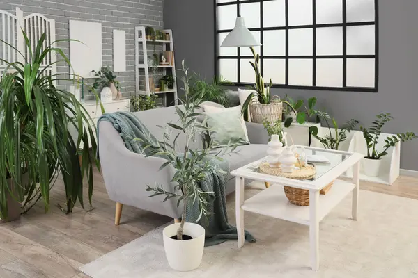 Gri kanepesi, masası ve bitkileri olan modern oturma odasının içinde.