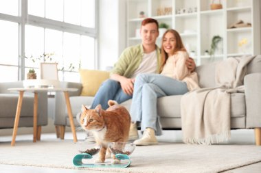 Şirin kedi evde kaseden yiyor.