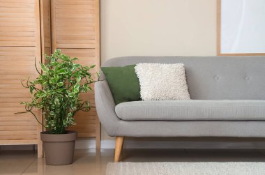 Gri kanepe, bitki ve katlanmış ekran ile aydınlık oturma odasının içi