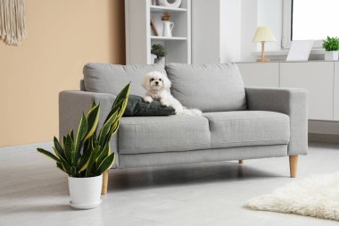 Şık oturma odasındaki kanepede tatlı bir Maltese köpeği.