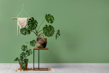 Yeşil duvarın yanındaki masada Monstera bitkisi.