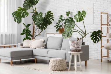 Monstera çiçekleri, yastıklı kanepe ve oturma odasının iç tarafında puf.