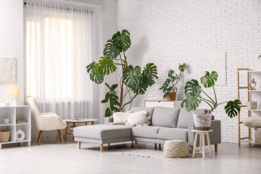 Monstera bitkileri, kanepe, raf üniteleri, oturma odasının içindeki koltuk ve kahve masası.