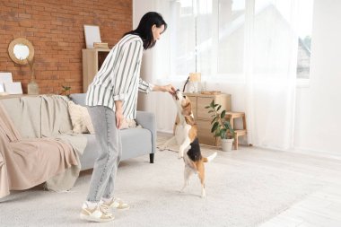 Tatlı Beagle köpeğini evde eğiten genç ve güzel bir kadın.