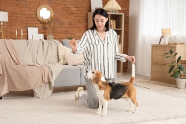 Tatlı Beagle köpeğini evde eğiten genç ve güzel bir kadın.