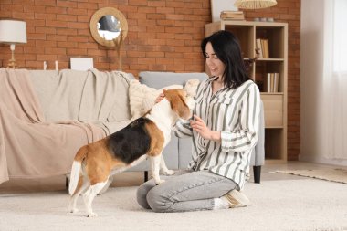 Güzel genç bayan evde sevimli Beagle köpeğini eğitiyor.
