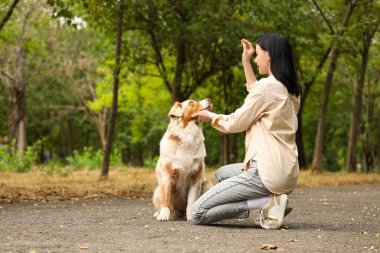 Tatlı Avustralyalı çoban köpeğini parkta eğiten genç ve güzel bir kadın.