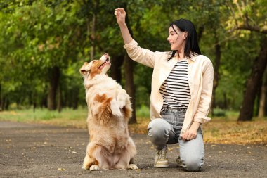 Tatlı Avustralyalı çoban köpeğini parkta eğiten genç ve güzel bir kadın.