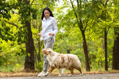 Avustralya çoban köpeğini parkta eğiten güzel bir genç kadın.