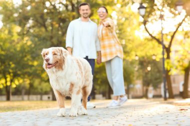 Tatlı Avustralya çoban köpeği ve parkta genç bir çift.
