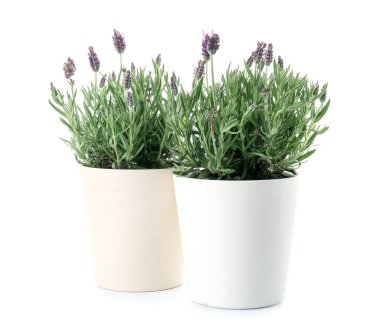 Beyaz arkaplanda lavantalı tencereler