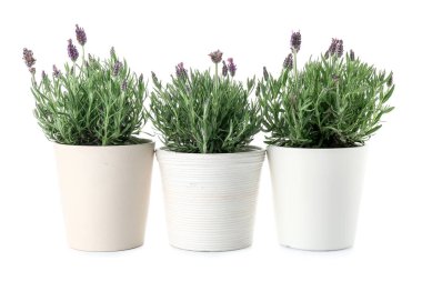 Beyaz arkaplanda lavantalı tencereler