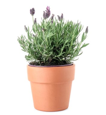 Beyaz arkaplanda lavantalı tencere