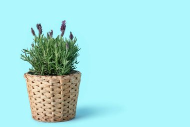 Mavi arkaplanda lavantalı tencere