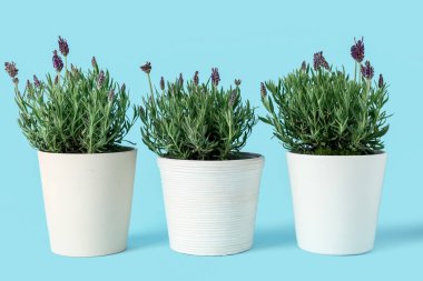 Mavi arka planda lavantalı tencereler