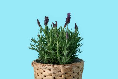 Mavi arkaplanda lavantalı tencere