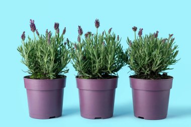 Mavi arka planda lavantalı tencereler