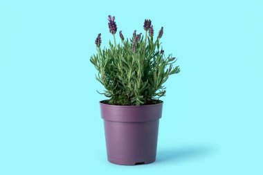 Mavi arkaplanda lavantalı tencere