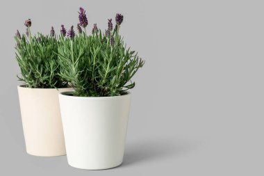 Beyaz arkaplanda lavantalı tencereler