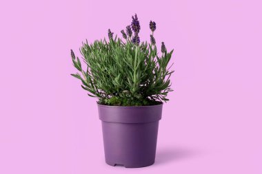 Eflatun arkaplanlı tencere