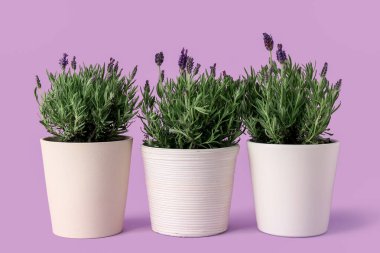 Leylak arkaplanda lavantalı çömlekler